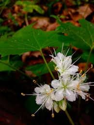 Waterblad - Hydrophyllum canadense