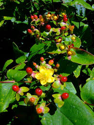 Hertshooi, sint janskruid - Hypericum 'Rose Flair'