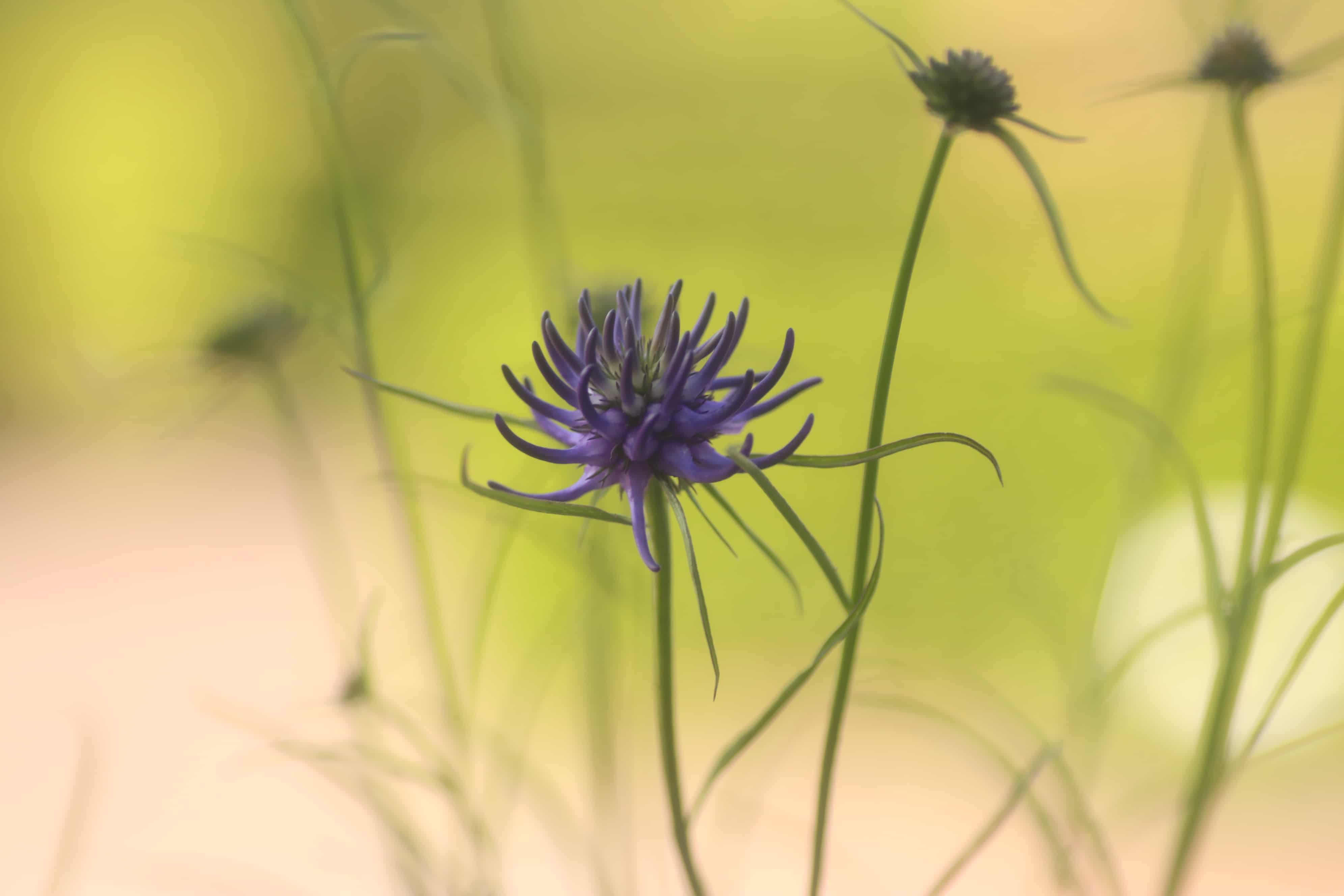 Phyteuma Scheuchzeri - Phyteuma Scheuchzeri