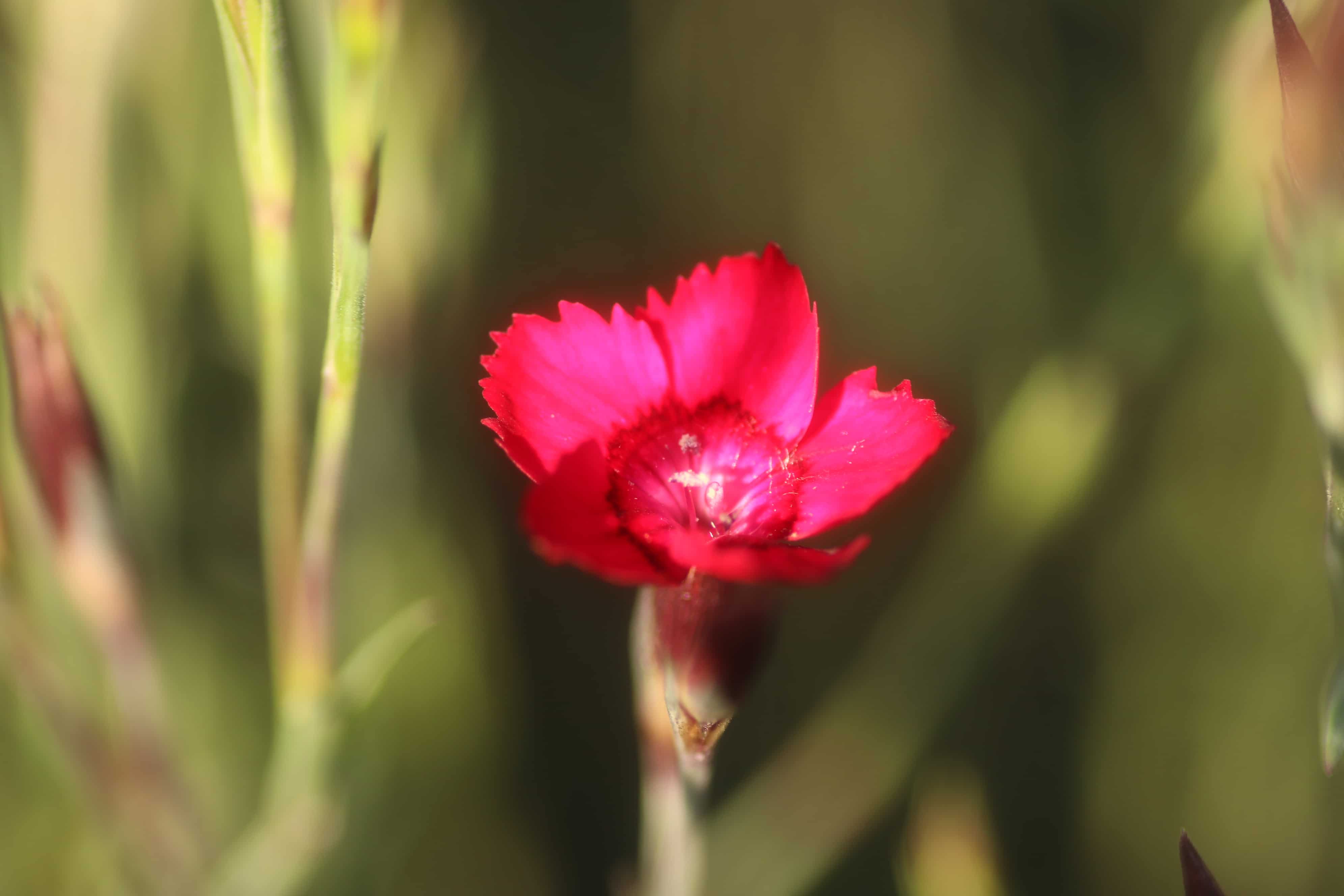Steenanjer - Dianthus deltoides 'Leuchtfunk'