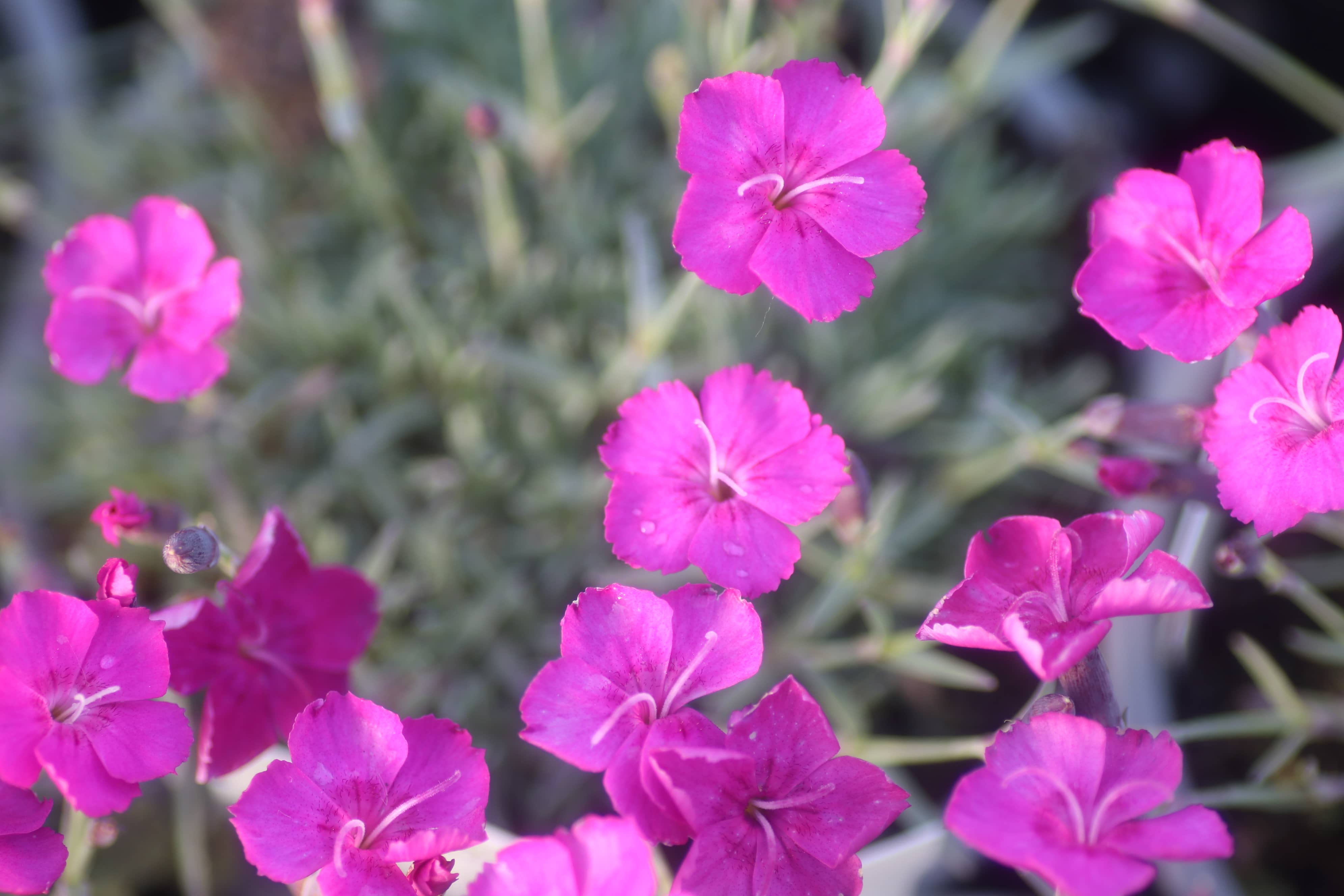 Steenanjer - Dianthus gratianopolitanus 'Baby Lom'