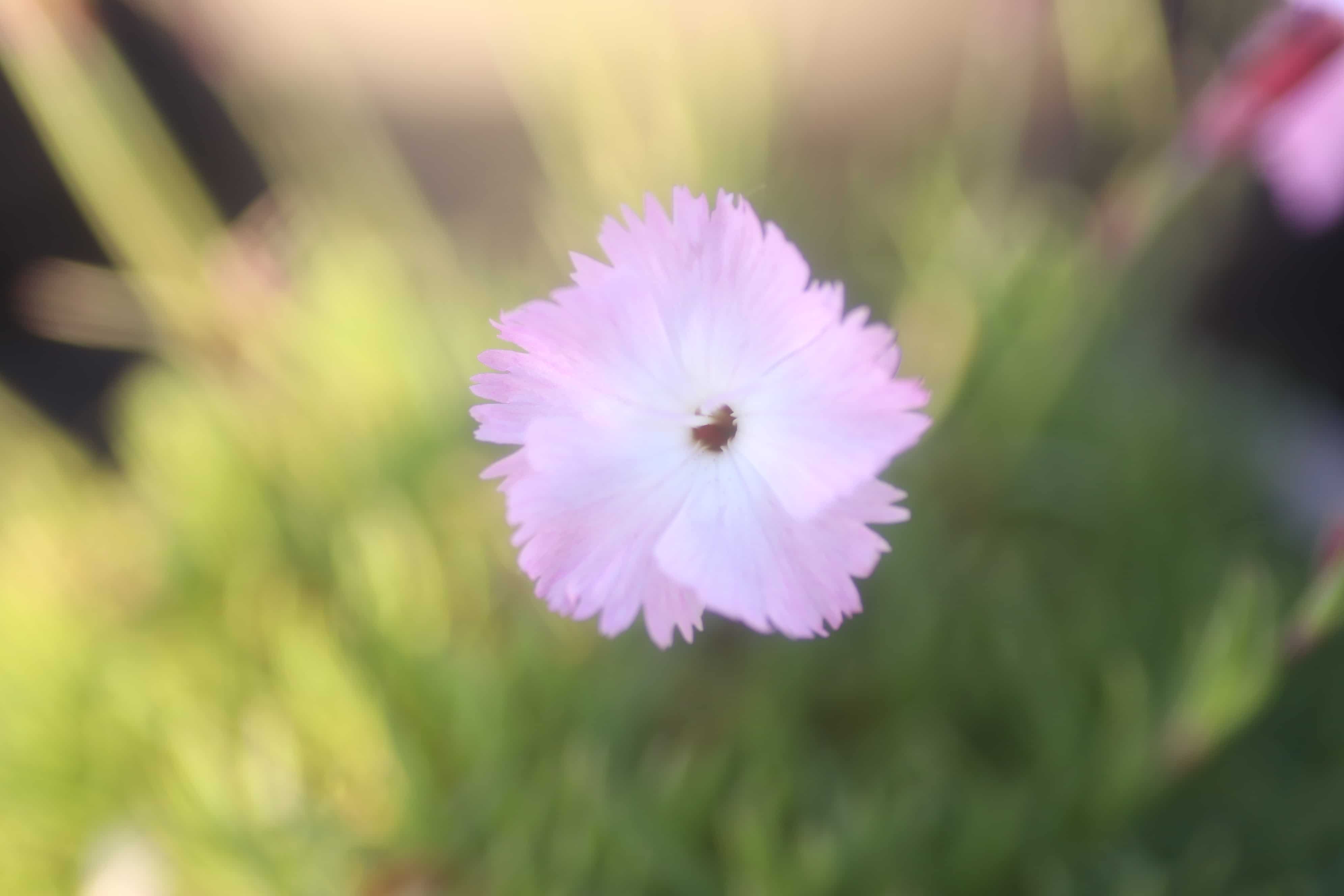 Steenanjer - Dianthus gratianopolitanus 'La Bourboule'