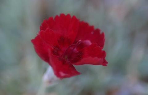 Steenanjer - Dianthus gratianopolitanus 'Lavastrom' 