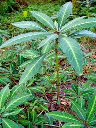 Vast vlijtig liesje - Impatiens omeiana