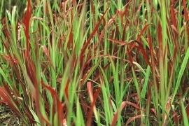 Japans bloedgras - Imperata cylindrica 'Red Baron'