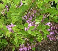 Indigostruik - Indigofera kirilowii