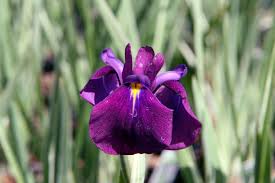 Lis - Iris ensata 'Variegata'