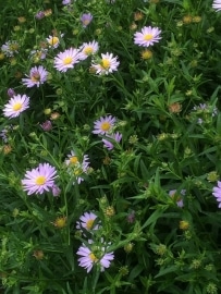 Kalimeris - Kalimeris incisa 'Blue Star'