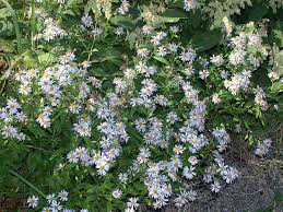 Kalimeris - Kalimeris incisa 'Nana Blue'
