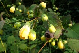 Japanse wasbloem - Kirengeshoma koreana