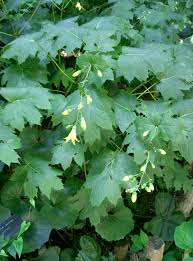 Japanse wasbloem - Kirengeshoma palmata
