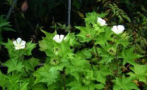Wijnblad - Kitaibela vitifolia