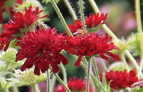 Beemdkroon - Knautia macedonica