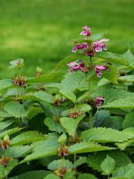 Dovenetel - Lamium orvala