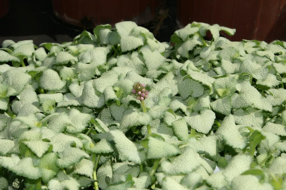 Dovenetel - Lamium 'White Nancy'