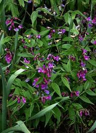 Vaste pronkerwt - Lathyrus vernus