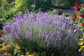 Lavendel - Lavandula angustifolia 'Dwarf Blue'