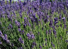 Lavendel - Lavandula angustifolia 'Munstead'