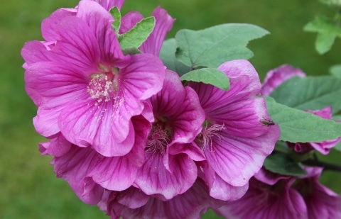 Struikmalva - Lavatera 'Burgundy Wine'