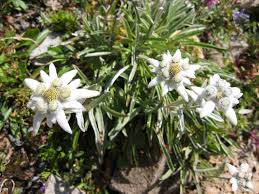 Edelweis - Leontopodium alpinum