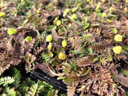 Koperknoopje - Leptinella squalida 'Platt's Black'