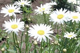 Margriet - Leucanthemum 'Becky'
