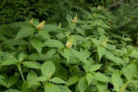 Japanse muntstruik - Leucoceptrum jap. 'Golden Angel'