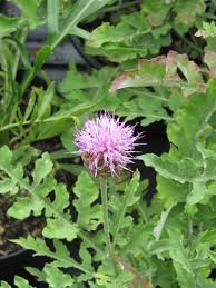 Maralkruid - Leuzea centauroides