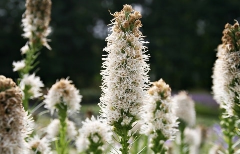 Knopige slangenwortel - Liatris spicata 'Alba'