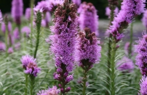 Knopige slangenwortel - Liatris spicata 'Kobold'