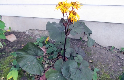 Kruiskruid - Ligularia dentata 'Britt-Marie Crawford'