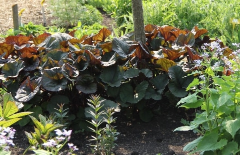 Kruiskruid - Ligularia dentata 'Franz Feldweber'