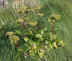 Alpenlavas - Ligusticum scoticum