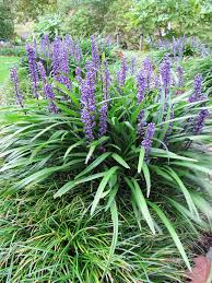 Leliegras - Liriope muscari 'Big Blue'
