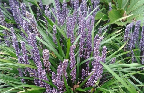Leliegras - Liriope muscari 'Ingwersen'