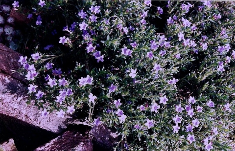 Parelzaad, parelkruid - Lithodora diffusa 'Haevenly Blue'