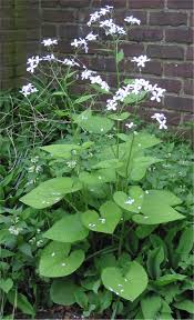 Vaste judaspenning, maanbloem - Lunaria rediviva