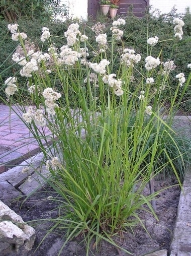 Veldbies - Luzula nivea