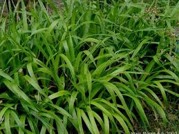 Veldbies - Luzula sylvatica 'Waldzwerg'