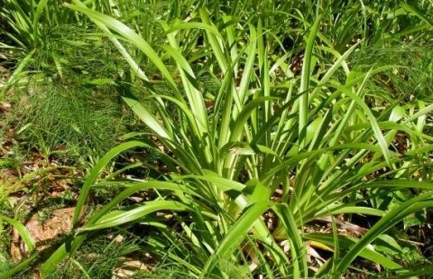 Veldbies - Luzula sylvatica