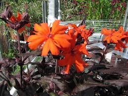 Koekoeksbloem, brandendeliefde - Lychnis arkwrightii 'Vesuvius'