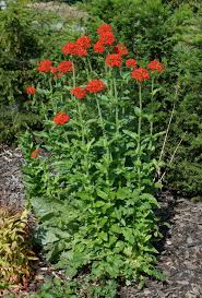 Koekoeksbloem, brandendeliefde - Lychnis chalcedonica
