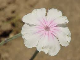 Koekoeksbloem, prikneus - Lychnis coronaria 'Alba'