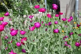Koekoeksbloem, prikneus - Lychnis coronaria 