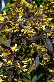 Wederik - Lysimachia ciliata 'Firecracker'