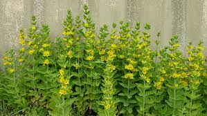 Wederik - Lysimachia punctata