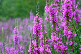 Kattenstaart - Lythrum salicaria 'Blush'