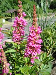 Kattenstaart - Lythrum salicaria 'Robert'