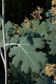 Pluimpapaver - Macleaya micr. 'Kelways Coral Plume'