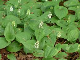 Dalkruid - Maianthemum bifolium